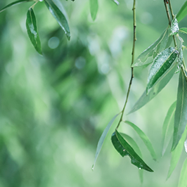 谷雨時節(jié)||谷潤萬物，清新怡人，萬物復蘇