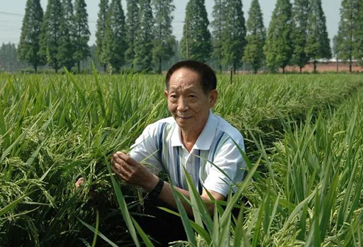 10月16日||世界糧食日